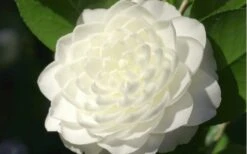 Sea Foam White Camellia Japonica - 3 Gallon Pot -Plant Lover House Shop camellia sea foam 3