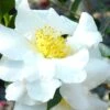 Setsugekka Fragrant Camellia Sasanqua - 3 Gallon Pot -Plant Lover House Shop camellia setsugekka 4