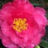 Shishi Gashira Dwarf Camellia Sasanqua - 2.5 Quart Pot -Plant Lover House Shop camellia shishi gashira 25 2