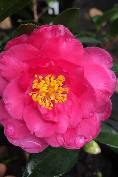 Shishi Gashira Dwarf Camellia Sasanqua - 2.5 Quart Pot 3 Shishi Gashira Dwarf Camellia Sasanqua - 2.5 Quart Pot