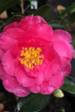 Shishi Gashira Dwarf Camellia Sasanqua - 2 Gallon Pot