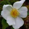 Survivor Cold Hardy White Camellia - 3 Gallon Pot -Plant Lover House Shop camellia survivor 1