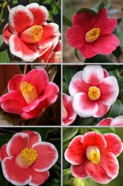 Tama No Ura Weeping Camellia Japonica - 3 Gallon Pot -Plant Lover House Shop camellia tama no ura sports 1