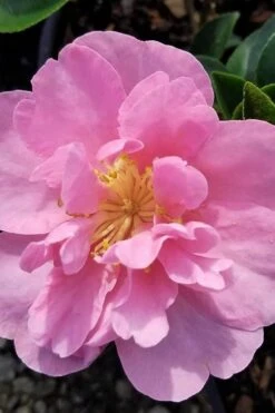 Taylors Perfection Pink Camellia Hybrid - 3 Gallon Pot -Plant Lover House Shop camellia taylors perfection 5
