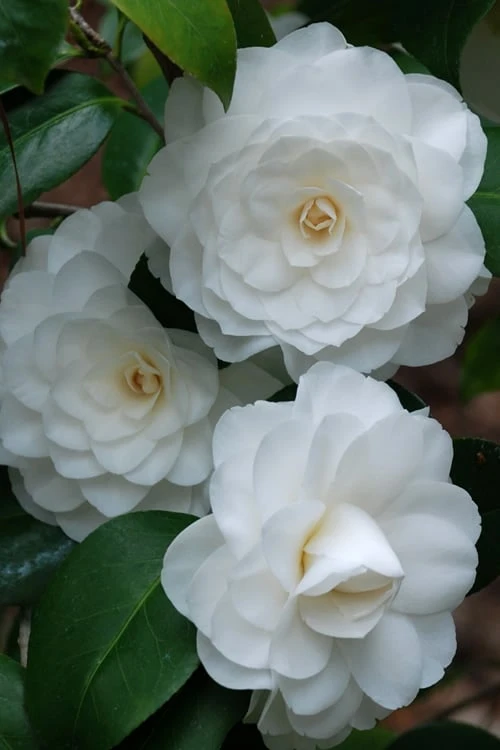 White By The Gate Camellia Japonica - 6 Pack Of 1 Gallon Pot 6 White By The Gate Camellia Japonica - 6 Pack Of 1 Gallon Pot - Image 4