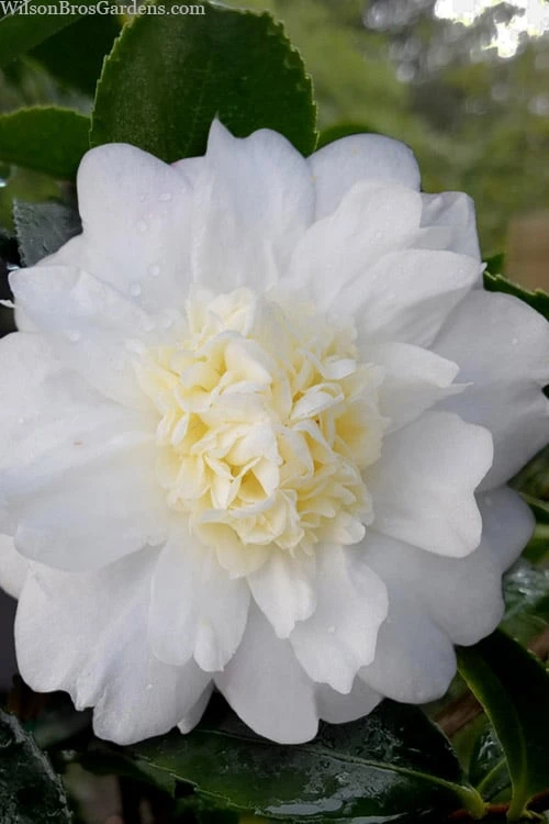 Winter's Snowman Camellia Hybrid - 7 Gallon Pot (2-3') 3 Winter's Snowman Camellia Hybrid - 7 Gallon Pot (2-3')