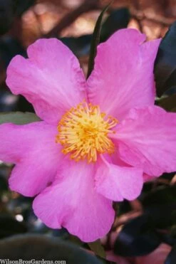 Winter's Star Cold Hardy Camellia - 3 Gallon Pot (SALE)