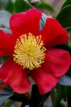 Yuletide Camellia Sasanqua - 7 Gallon Pot (3-4') -Plant Lover House Shop camellia yuletide best 1