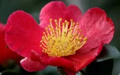 Yuletide Camellia Sasanqua - 6 Pack Of 1 Gallon Pots -Plant Lover House Shop camellia yuletide flower closeup