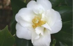 White Empress Camellia Japonica - 1 Gallon Pot -Plant Lover House Shop camelliawhiteempress 1