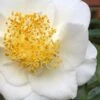 White Empress Camellia Japonica - 1 Gallon Pot -Plant Lover House Shop camillia white empress 5 1