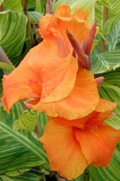 Bengal Tiger Canna Lily - 1 Gallon Pot -Plant Lover House Shop canna pretoria bengal tiger 1