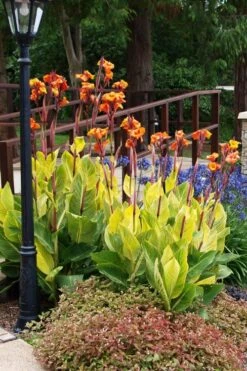 Bengal Tiger Canna Lily - 1 Gallon Pot -Plant Lover House Shop canna pretoria bengal tiger 12