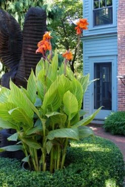 Bengal Tiger Canna Lily - 1 Gallon Pot -Plant Lover House Shop canna pretoria bengal tiger 2