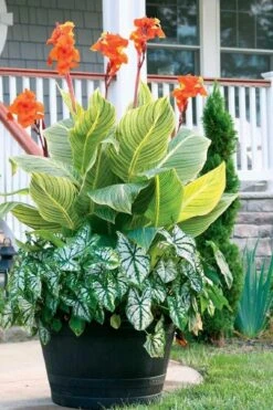 Bengal Tiger Canna Lily - 1 Gallon Pot -Plant Lover House Shop canna pretoria bengal tiger 4