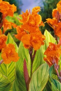 Bengal Tiger Canna Lily - 1 Gallon Pot -Plant Lover House Shop canna pretoria bengal tiger 8