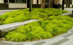 Evercolor Everillo Carex - 6 Pack Of 1 Gallon Pots -Plant Lover House Shop carex everillo 20