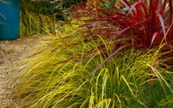 Evercolor Everillo Carex - 6 Pack Of 1 Gallon Pots -Plant Lover House Shop carex everillo 23