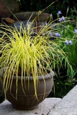 Evercolor Everillo Carex - 6 Pack Of 1 Gallon Pots -Plant Lover House Shop carex everillo 24