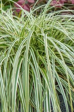 Feather Falls Sedge (Carex Oshimensis) - 5 Pack Of Quart Pots -Plant Lover House Shop carex oshimensis fetaher falls sedge grass 1