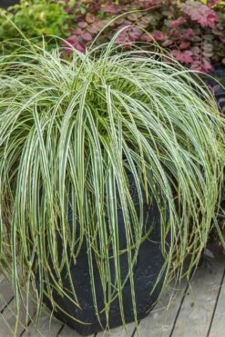 Feather Falls Sedge (Carex Oshimensis) - 5 Pack Of Quart Pots -Plant Lover House Shop carex oshimensis fetaher falls sedge grass 2