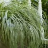Feather Falls Sedge (Carex Oshimensis) - 5 Pack Of Quart Pots -Plant Lover House Shop carex oshimensis fetaher falls sedge grass 4