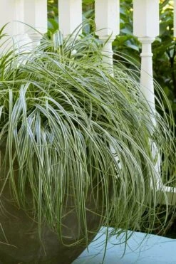 Feather Falls Sedge (Carex Oshimensis) - 5 Pack Of Quart Pots