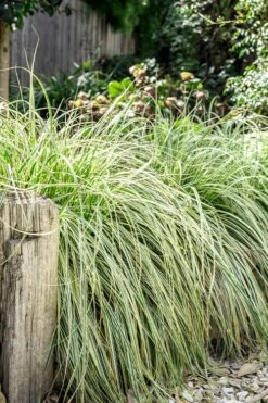 Feather Falls Sedge (Carex Oshimensis) - 5 Pack Of Quart Pots -Plant Lover House Shop carex oshimensis fetaher falls sedge grass 5