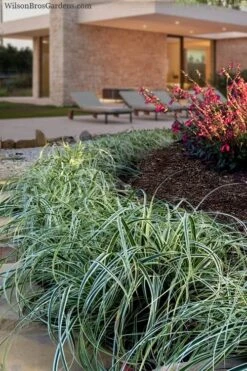 Feather Falls Sedge (Carex Oshimensis) - 5 Pack Of Quart Pots -Plant Lover House Shop carex oshimensis fetaher falls sedge grass 7