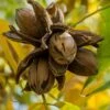 Hardy Pecan Tree (Carya Illinoinensis) - 6 Pack Of 1 Gallon Pots -Plant Lover House Shop carya illinionensis hardy pecan 1