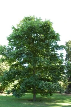 Hardy Pecan Tree (Carya Illinoinensis) - 6 Pack Of 1 Gallon Pots -Plant Lover House Shop carya illinionensis hardy pecan 2