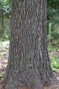 Hardy Pecan Tree (Carya Illinoinensis) - 6 Pack Of 1 Gallon Pots -Plant Lover House Shop carya illinionensis hardy pecan 6