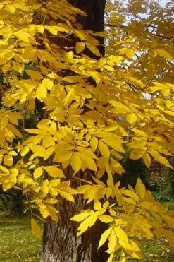 Hardy Pecan Tree (Carya Illinoinensis) - 6 Pack Of 1 Gallon Pots -Plant Lover House Shop carya illinionensis hardy pecan fall leaf color 4