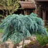 Feelin Blue Deodar Cedar (Single Trunk Tree Form) - 3 Gallon Pot 1 Feelin Blue Deodar Cedar (Single Trunk Tree Form) - 3 Gallon Pot -Plant Lover House Shop cedrus deodar feelin blue deodar cedar tree 100
