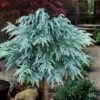 Divinely Blue Deodar Cedar Tree (Single Trunk Topiary) - 5 Gallon Pot 1 Divinely Blue Deodar Cedar Tree (Single Trunk Topiary) - 5 Gallon Pot -Plant Lover House Shop cedrus deodora divinely blue topiary tree 100
