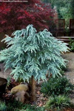 Divinely Blue Deodar Cedar Tree (Single Trunk Topiary) - 5 Gallon Pot