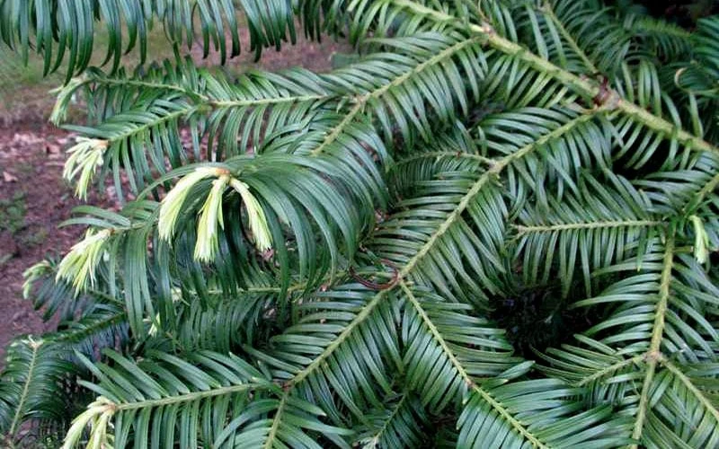 Fortune's Plum Yew Tree (Cephalotaxus Fortunei) - 3 Gallon Pot 6 Fortune's Plum Yew Tree (Cephalotaxus Fortunei) - 3 Gallon Pot - Image 4
