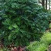 Fortune's Plum Yew Tree (Cephalotaxus Fortunei) - 3 Gallon Pot -Plant Lover House Shop cephalotaxus fortunei fortunes plum yew tree 4