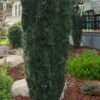 Fastigiata Upright Japanese Plum Yew - 3 Gallon Pot 1 Fastigiata Upright Japanese Plum Yew - 3 Gallon Pot -Plant Lover House Shop cephalotaxus harringtonia fastigiata upright japanese plum yew 100