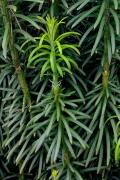Fastigiata Upright Japanese Plum Yew - 3 Gallon Pot -Plant Lover House Shop cephalotaxus harringtonia fastigiata upright japanese plum yew 101