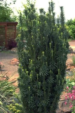 Fastigiata Upright Japanese Plum Yew - 3 Gallon Pot -Plant Lover House Shop cephalotaxus harringtonia fastigiata upright japanese plum yew 102
