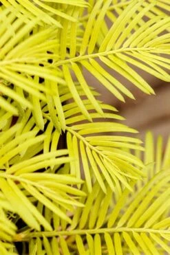 Golden Dragon Plum Yew (Cephalotaxus Harringtonia) - 7 Gallon Pot -Plant Lover House Shop cephalotaxus harringtonia golden dragon japanese yew 22