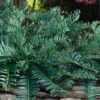 Creeping Japanese Plum Yew (Cephalotaxus Harringtonia 'Prostrata') - 2.5 Gallon Pot -Plant Lover House Shop cephalotaxus harringtonia prostrata creeping japanese yew 32 1