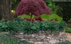 Creeping Japanese Plum Yew (Cephalotaxus Harringtonia 'Prostrata') - 6 Pack Of 1 Gallon Pots -Plant Lover House Shop cephalotaxus harringtonia prostrata creeping japanese yew 33 2