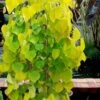Golden Falls Weeping Redbud Tree - 3 Gallon Pot (2-3') 1 Golden Falls Weeping Redbud Tree - 3 Gallon Pot (2-3') -Plant Lover House Shop cercis canadensis golden falls weeping redbud 3