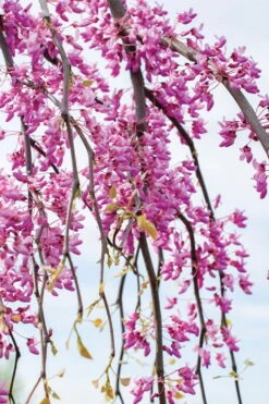Golden Falls Weeping Redbud Tree - 3 Gallon Pot (3-4') 13 Golden Falls Weeping Redbud Tree - 3 Gallon Pot (3-4') -Plant Lover House Shop cercis canadensis golden falls weeping redbud 4 1