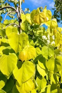 Golden Falls Weeping Redbud Tree - 3 Gallon Pot (3-4') 12 Golden Falls Weeping Redbud Tree - 3 Gallon Pot (3-4') -Plant Lover House Shop cercis canadensis golden falls weeping redbud 5 1