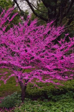 Oklahoma Redbud Tree - 5 Gallon Pot -Plant Lover House Shop cercis canadensis oklahoma redbud tree 6