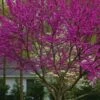 Oklahoma Redbud Tree - 5 Gallon Pot 1 Oklahoma Redbud Tree - 5 Gallon Pot -Plant Lover House Shop cercis canadensis oklahoma redbud tree 8