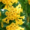 Juiced Orange Jessamine (Cestrum Corymbosum) - 1 Gallon Pot -Plant Lover House Shop cestrum juiced orange jessamine 2